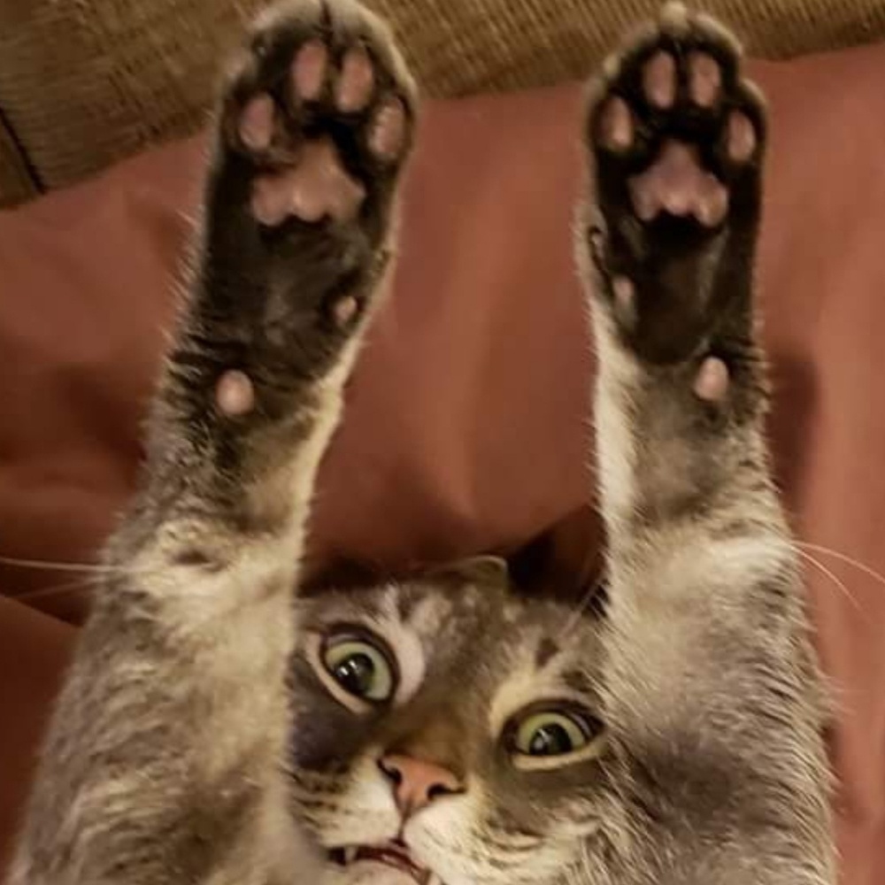 Live Cat - Like New!